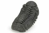 Phacopid (Morocops) Trilobite - Completely Removed From Rock! #249256-6